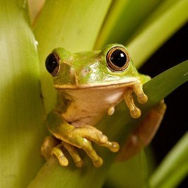 🐸 Jumping for Jeremy 🐸